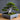 Minimalistischer quadratischer Topf für Bonsai-Bäume