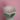 Dekorative Frühlingsblume für die Wohndekoration