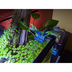Pflanzenhalter für Aquarien mit festem Rand